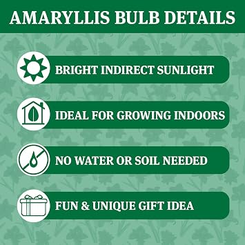 قاعدة فضية مشمع Amaryllis زهرة لمبة مع حامل ، لا حاجة للماء