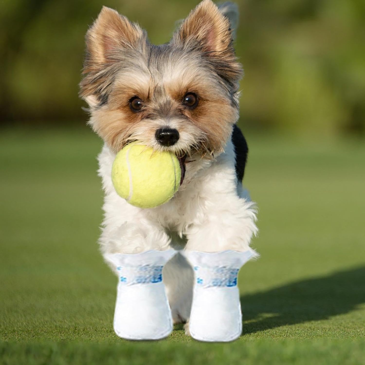Dog Boots for Injured Paws - Waterproof Protectors & Socks to Stop Licking - Indoor & Outdoor Walking, white, small, medium - Image 3
