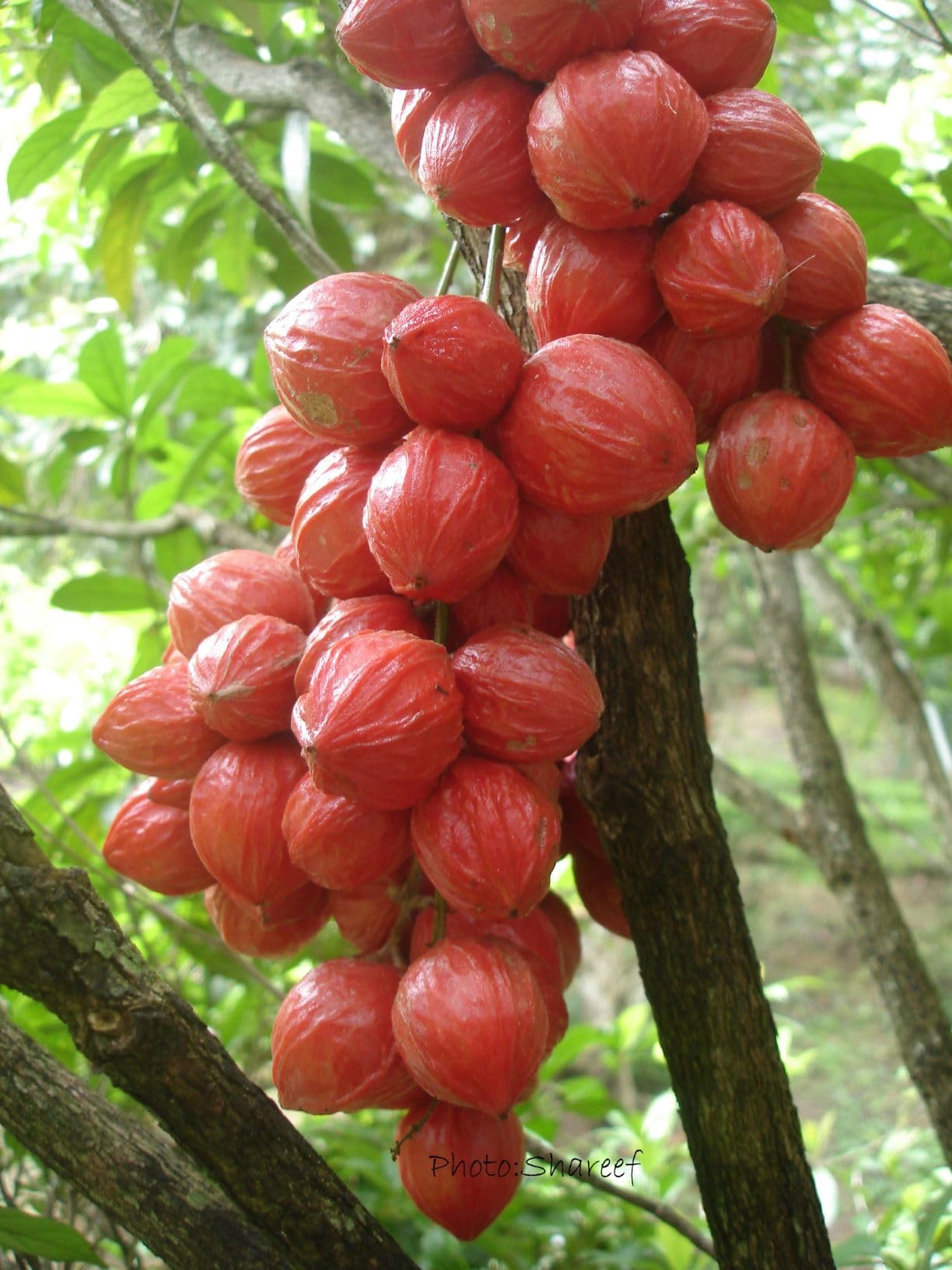 Athidhi Garden Mooty Fruit Plant (Baccaurea Courtallensis) Mootty Fruit, Mootapalam. Mootapalam Seedling Plant (1)