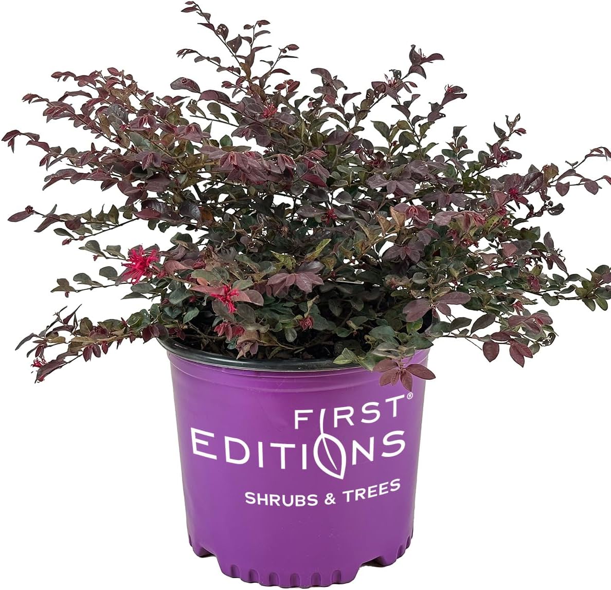 Blooming & Beautiful - Sparkling Sangria Loropetalum - 3 gal - First Editions - Evergreen Shrub - Red Purple Leaves - Spring Pink Flowers - Zones 7-9 - Loropetalum Chinense VAR. Rubum - 3 Gallon Pot
