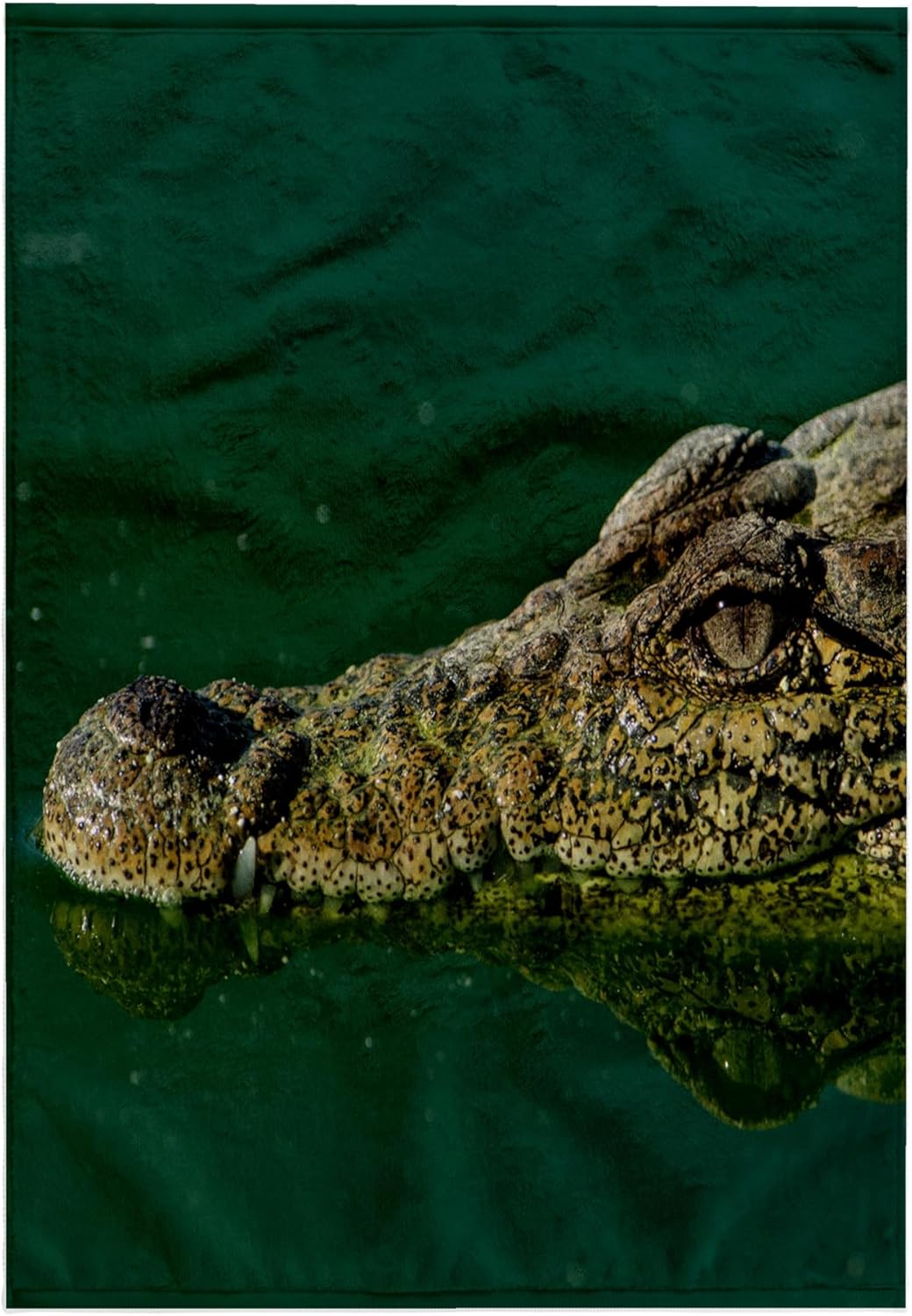 3dRose - Danita Delimont - Crocodiles - Cuban Crocodile Captive in Crocodile Farm Near Zapata Swamp NP, Cuba - Towels (twl-209552-2)