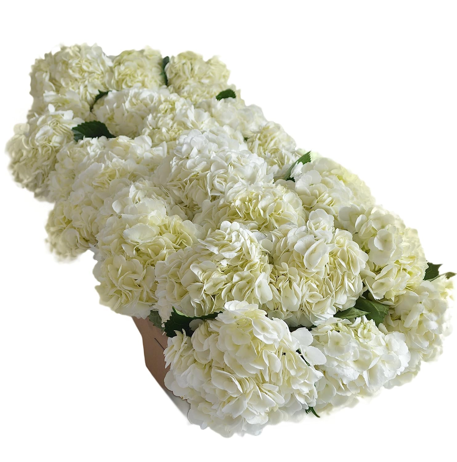 Blooms2Door Flowers - 15 White Hydrangeas (Farm-Fresh, Naturally Colored, Premium Quality) - Gift for Birthday, Sympathy, Anniversary, Get Well, Thank