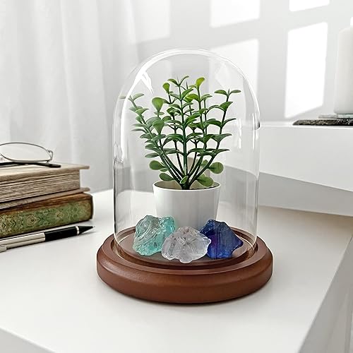 Miniatura 5 de Plymor Cúpula de cristal de 4 x 5.25 pulgadas (base MDF de nogal)