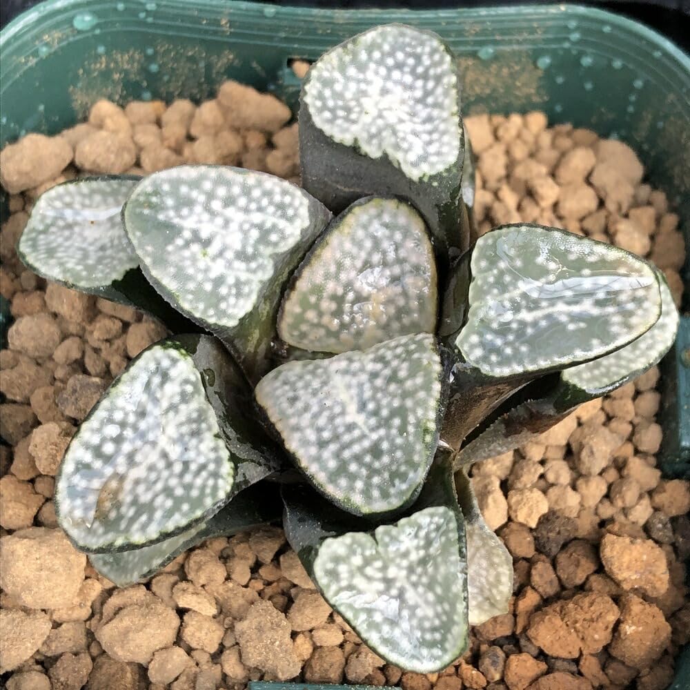 Amazon.co.jp: 【charm】（観葉植物）カット苗 韓国苗 ハオルチア