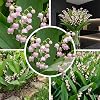 Lily of the Valley Bulbs Rosa Convallaria Majalis 10 Roots Perennials Hardy Perennial Real Plants from Holland for Garden (No Seeds Bulbs and Not Artificial)