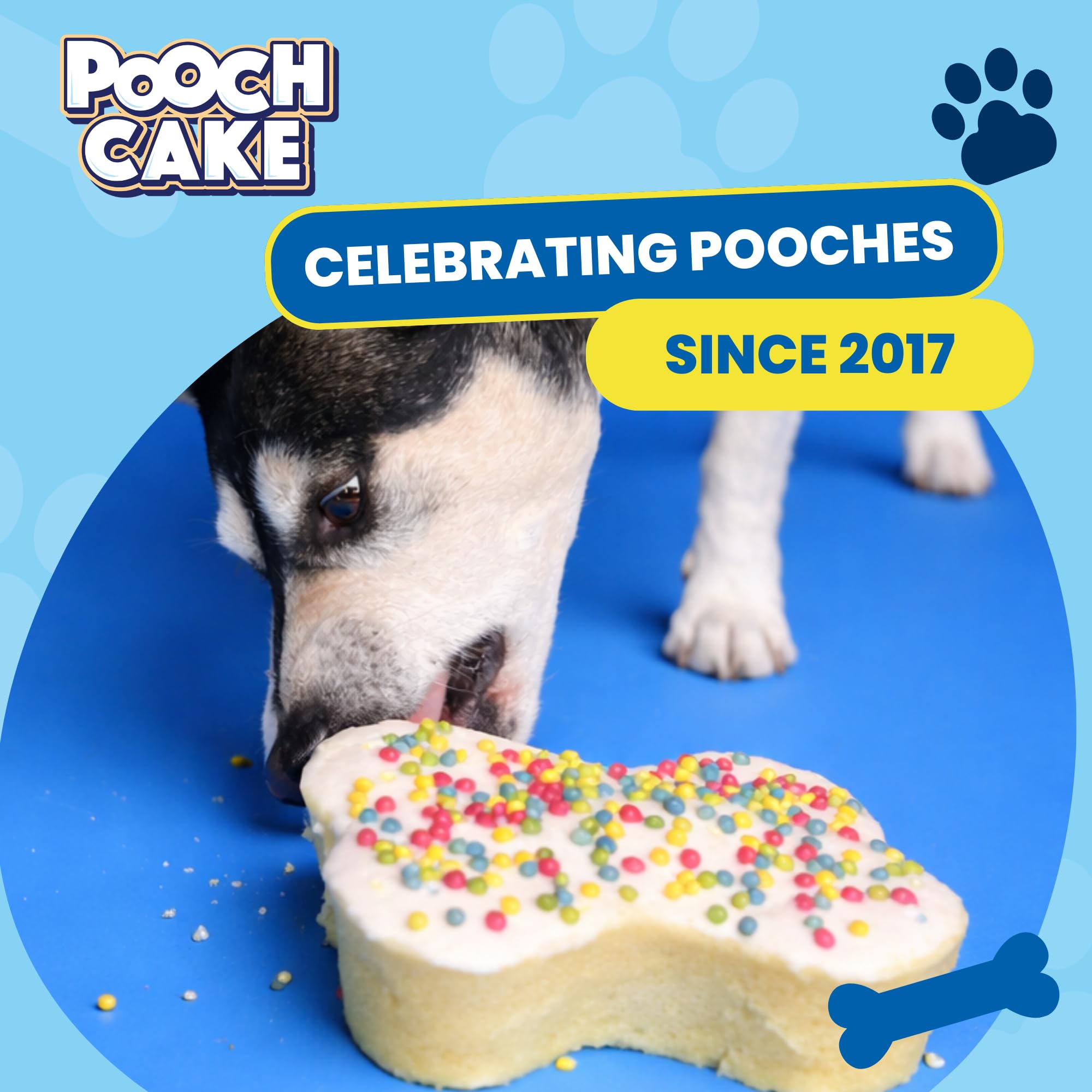 Amazon.com: Pooch Cake Dog Birthday Cake Mix, Pumpkin Flavor : Pet