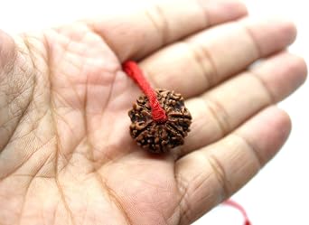 6 Mukhi Rudraksha Necklace Shiva Pendant mala bead, Kartikeya Mars yoga jewelry, big Rudraksh choker, Protection jewellery, Hindu necklace