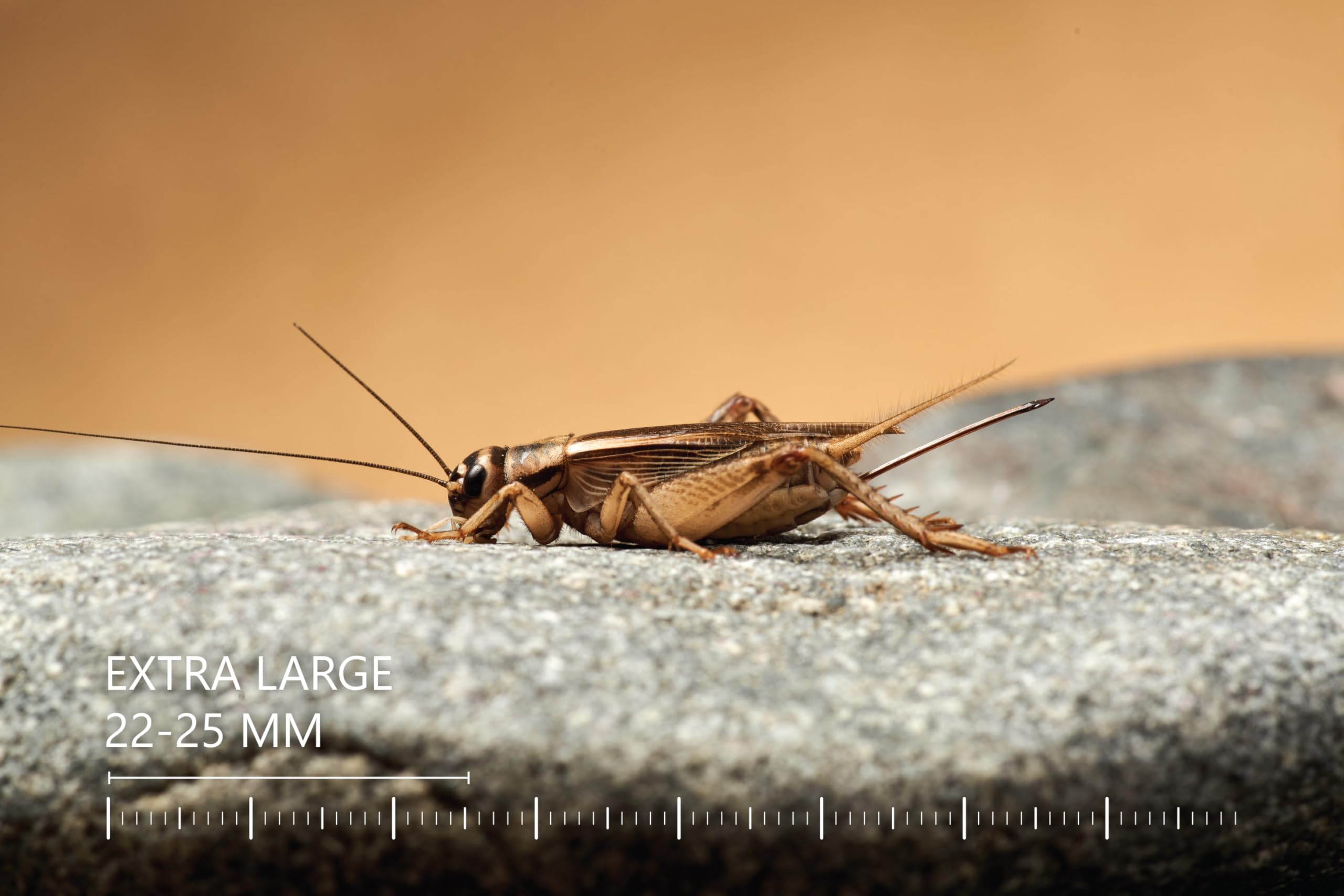 Żywe świerszcze domowe | rozmiar 2 (6-8 mm) Bardzo małe| MINI op – 150 szt. | karmowe wylęg