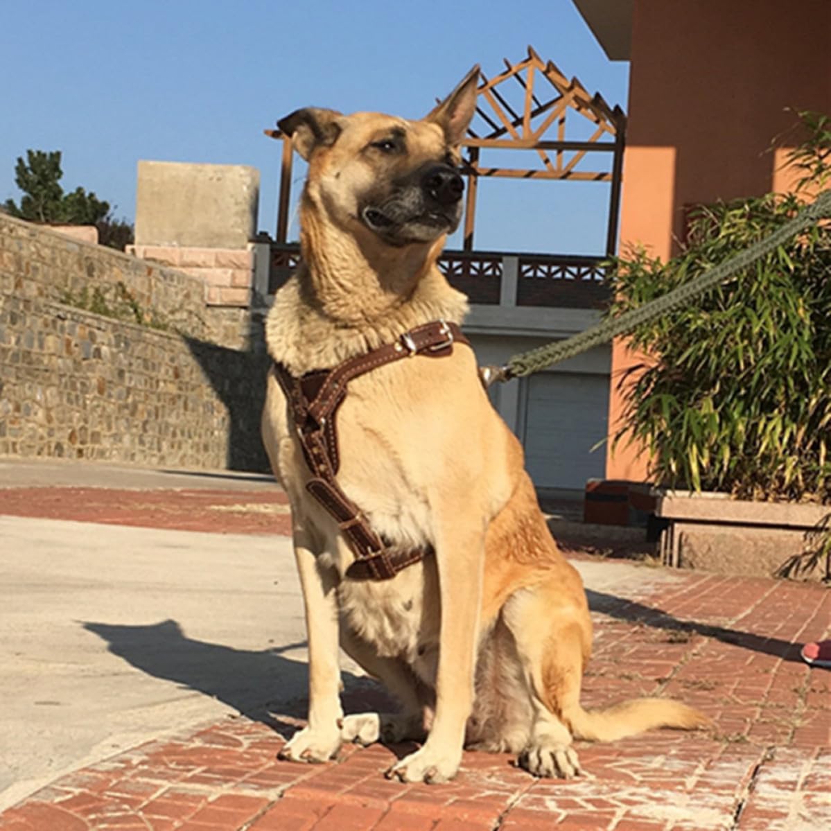 Hundehalsband aus Leder, Verstellbar und Sicher, Brust 85-90cm, Braun