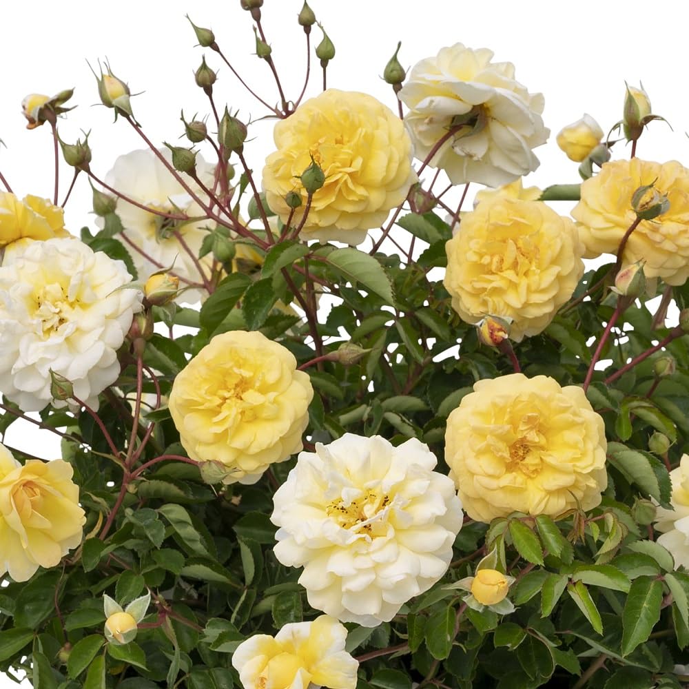 Rosa 'Scentifall Lemon'. 9cm Plant x 2. Fragrant thornless Rose, Yellow Flowers. Citrus Scented. Available from Bedwen Plants