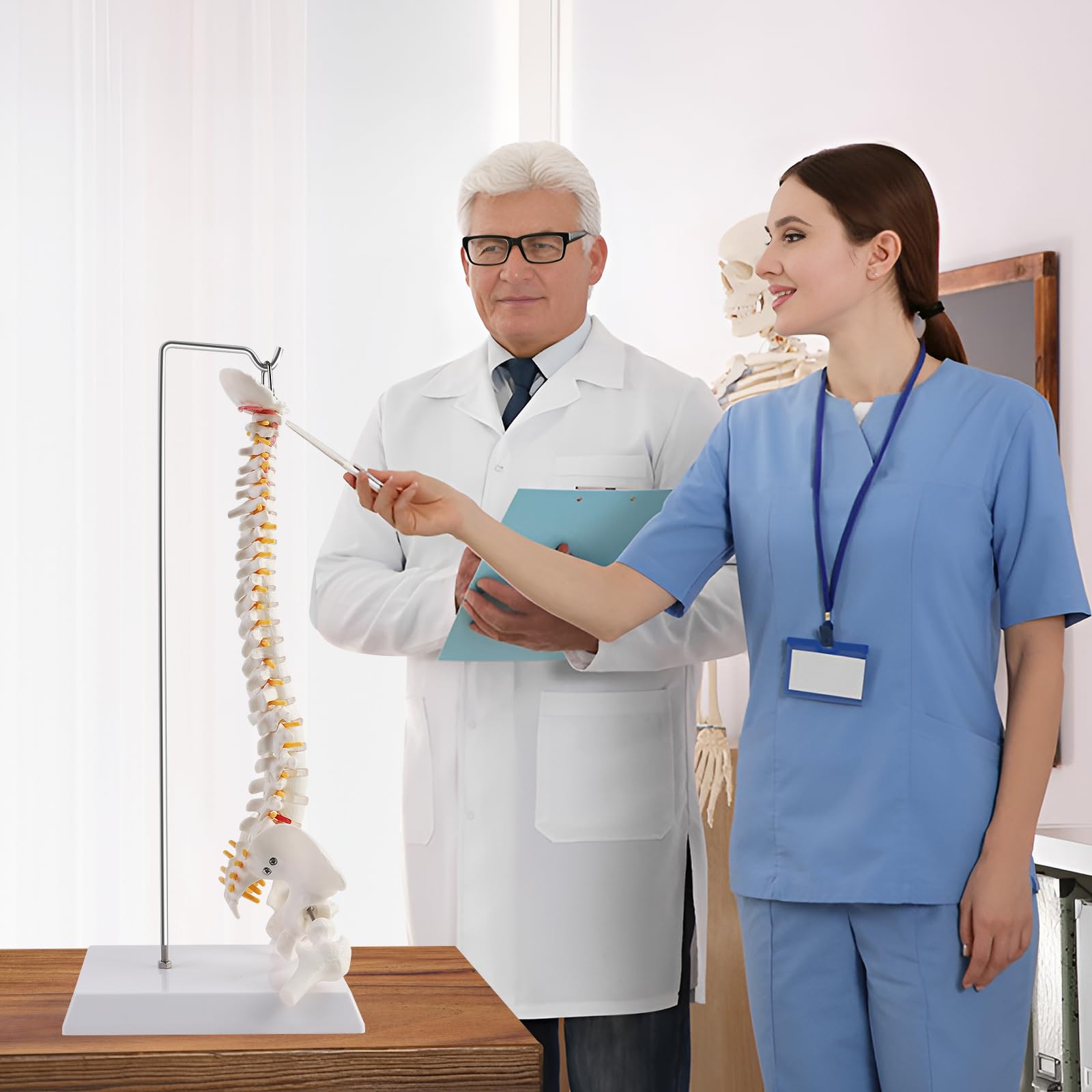ERWEY Modello della colonna vertebrale umana, modello scheletrico della colonna vertebrale con colonna vertebrale, bacino, cosce, piedistallo e supporto per la ricerca medica in classe-45cm