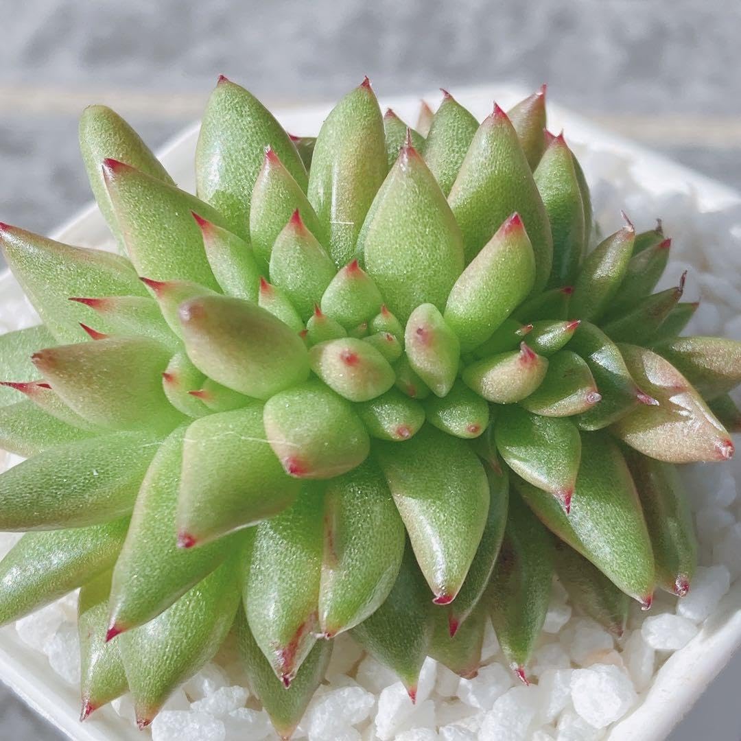 Amazon.co.jp: アガボイデス マリア 綴化 多肉植物 韓国苗 カット 