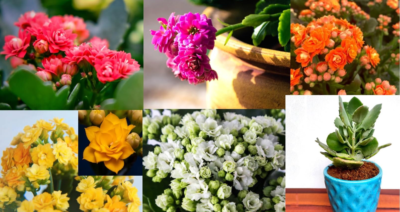 Green view "Kalanchoe Red,Yellow,Pink,Orange, White"Grafted hybrid - 5 Healthy Live Flower Plant 1-1.5 Ft Height in Nursery Grow Bag for Home Garden (B0CD7SGJCS) Amazon Price History, Amazon Price Tracker