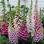 8,000 Foxglove Mix Seeds (Digitalis Purpurea) - by Seeds2Go