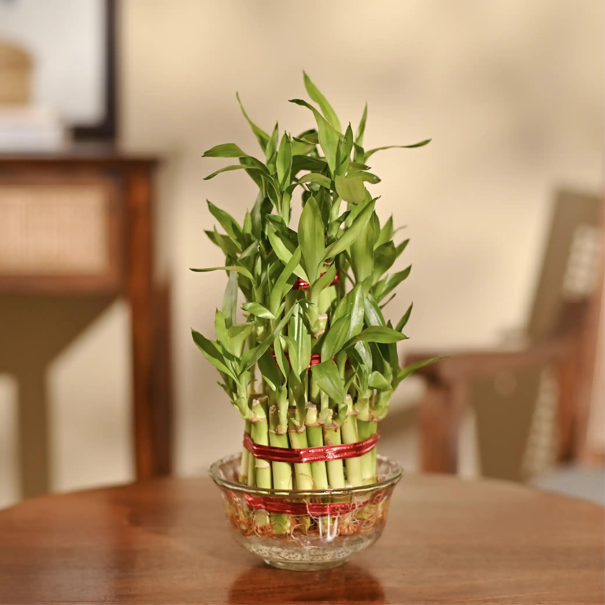 Ugaoo Lucky Bamboo 3 Layer Feng Shui Plant (green color)-image-15
