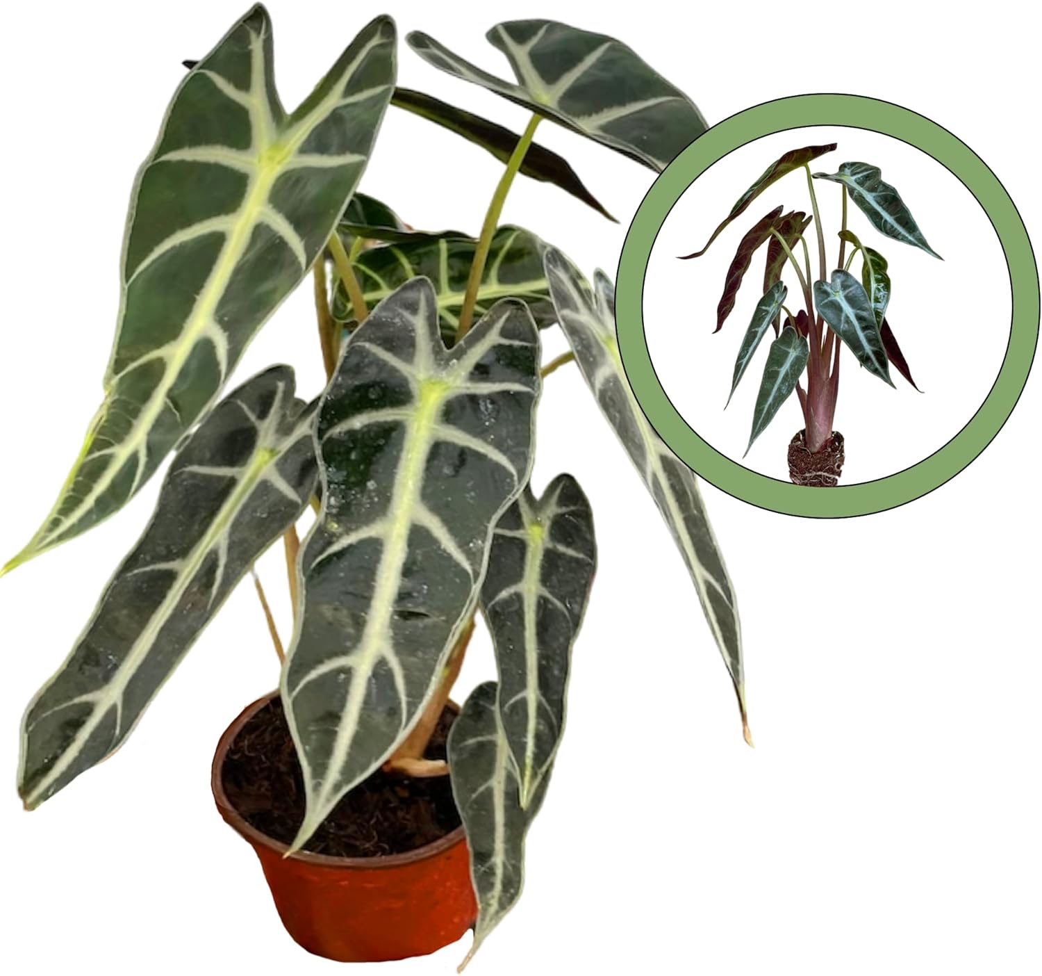 Generic Alocasia Bambino Starter Plant, Natural
