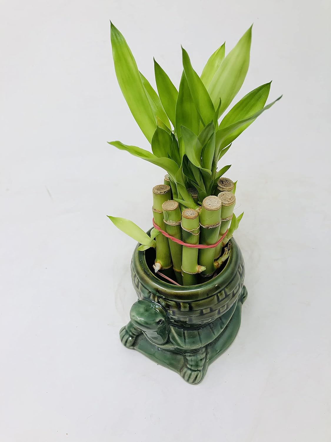 Elegant Turtle Vase with 10 stalks 4" Lucky Bamboo