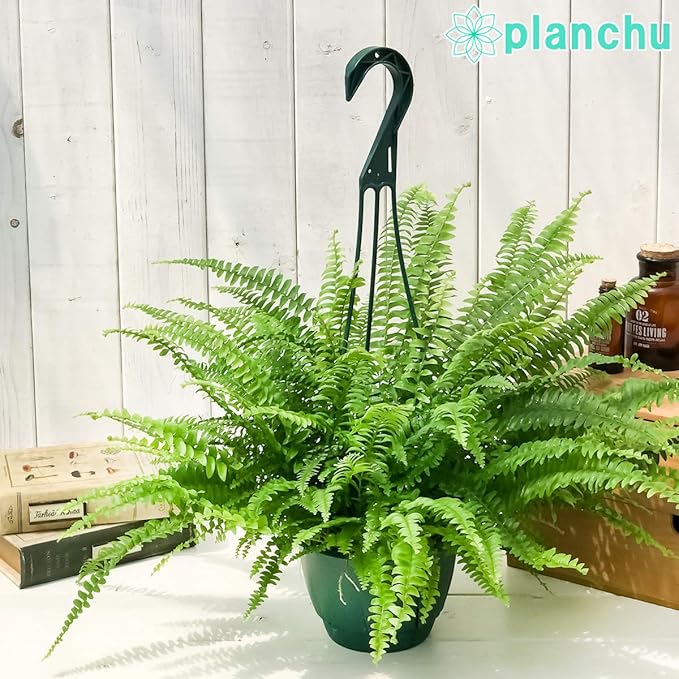 Amazon 観葉植物 シダ ネフロレピス モンタナ 5号吊り鉢 育て方説明書付き Nephrolepis Exaltata Montana ボストンファーン ボストンファン Planchu 観葉植物 通販