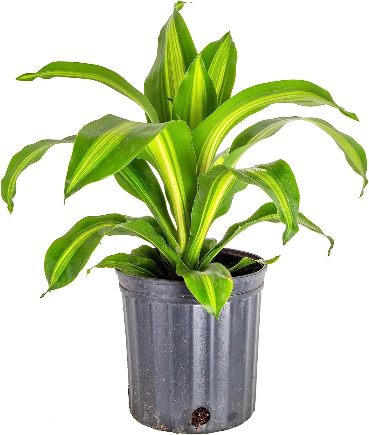 Amazon.com : GARDENERA Premium Dracaena Soil Mix - 2 Quart - Expertly  Formulated Potting Mix for Thriving Dracaena Trees and Shrubs : Patio, Lawn  & Garden
