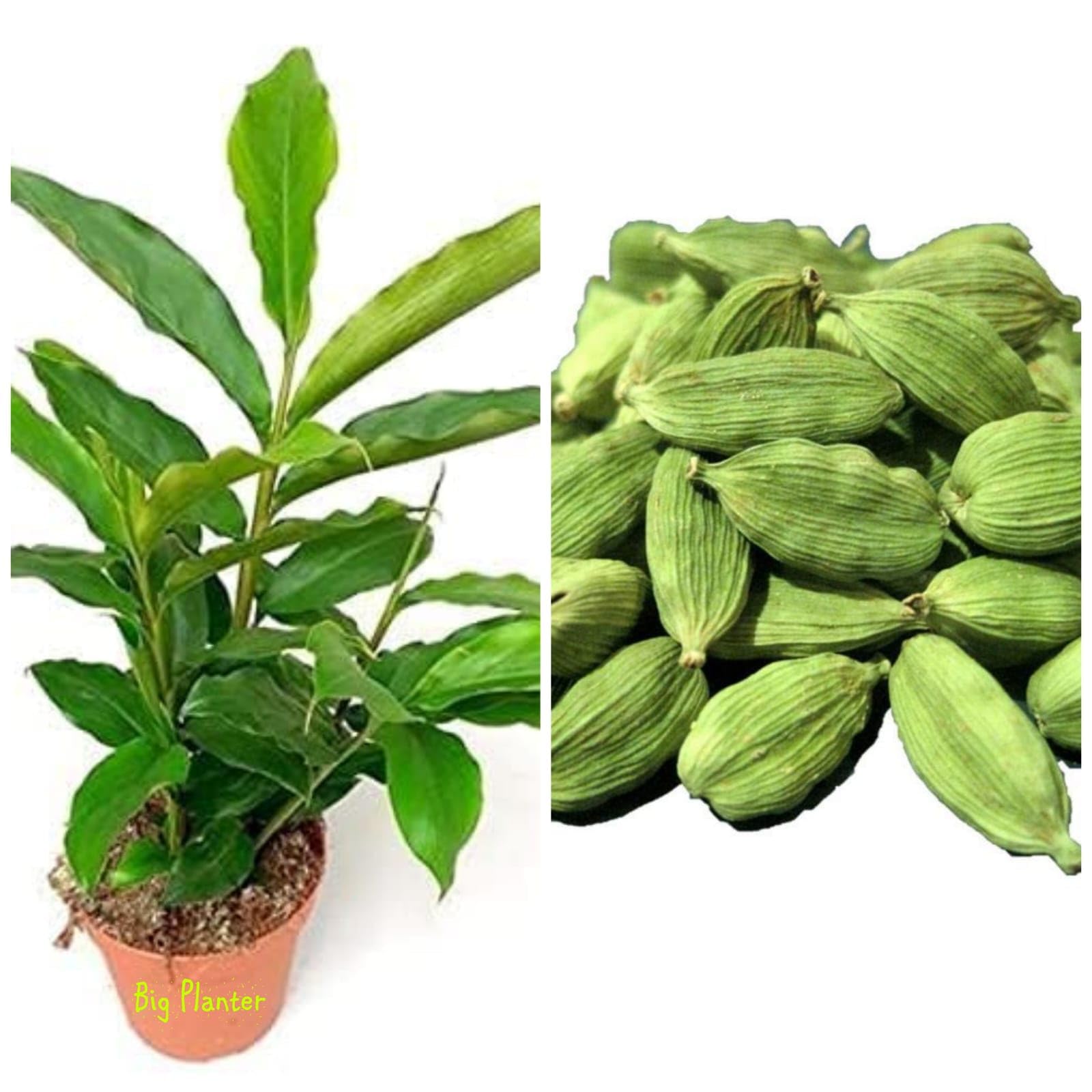 See full amazon price history chart for Big Planter Elaichi Spice Plant for Home Garden with Pot - Fresh plant with pot pack of 1 Big Planter Elaichi Spice Plant for Home Garden with Pot - Fresh plant with pot pack of 1 (B0CWF8GHRN) Amazon Price History, Amazon Price Tracker