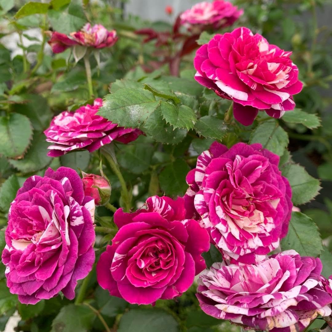 バラ苗 バラ挿し木苗 美しい 良い香り 切り花種 コンパクト 鉢植え向き