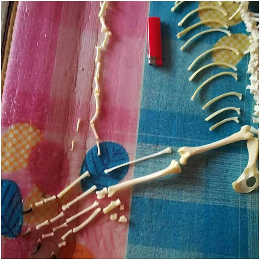 狐 骨格標本 全身 狐 骨格標本 全身 - メルカリ