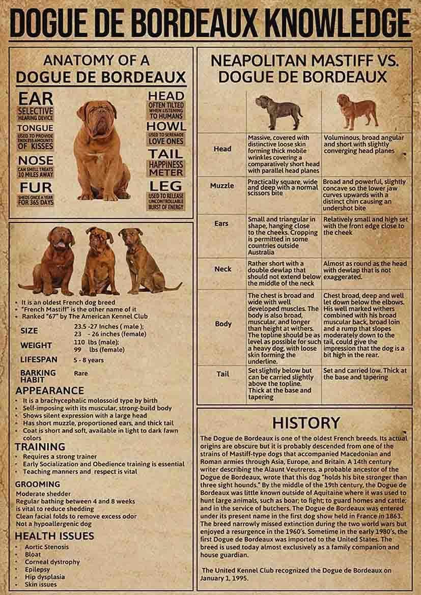 peiyeety Dogue De Bordeaux Knowledge Metal Tin Signs Dogue De Bordeaux Information Retro Poster Popular Science Educational Charts Wall Plaques Decor For Home Classroom Room Office 8x12 Inch