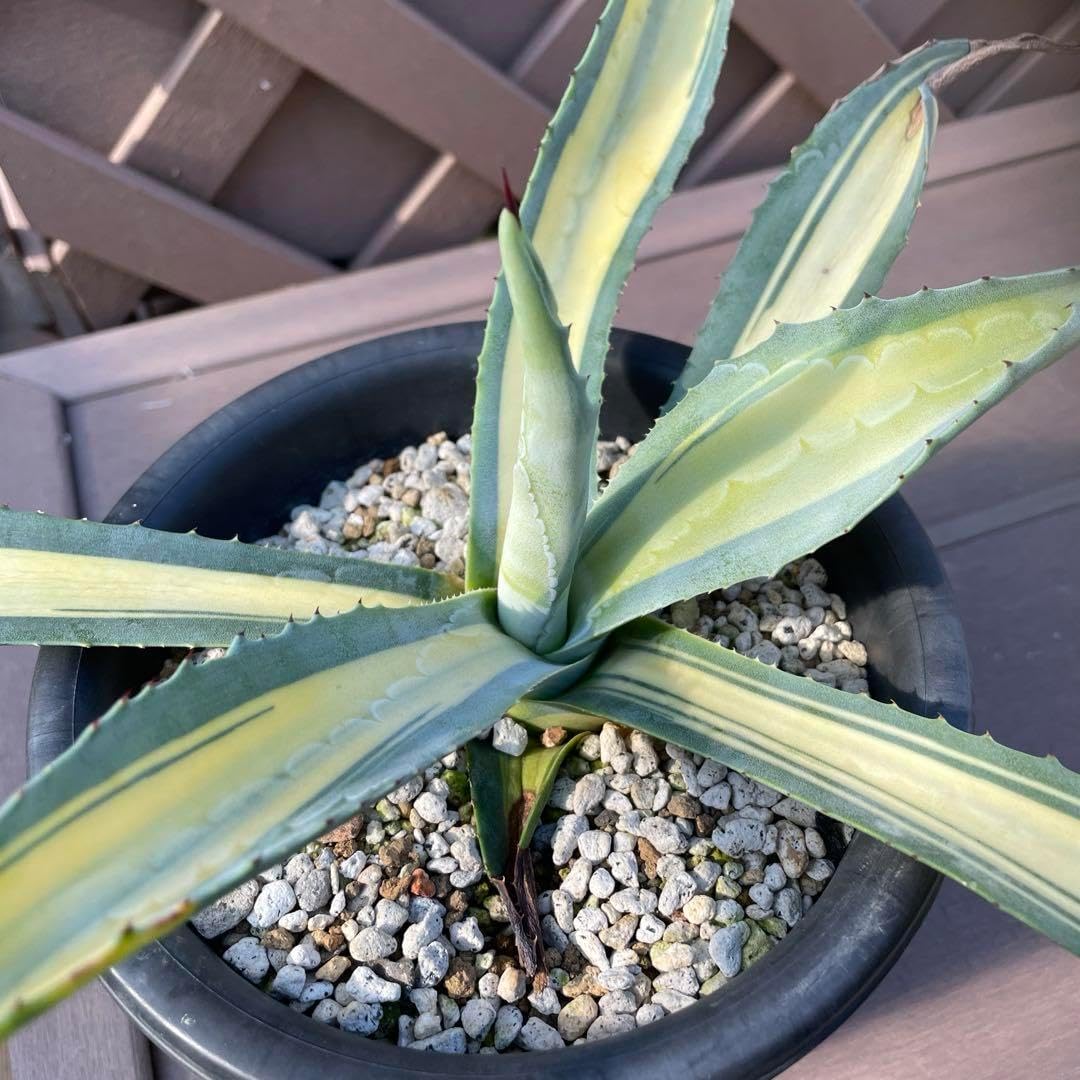 アガベ 大株 アメリカーナ 黄中斑