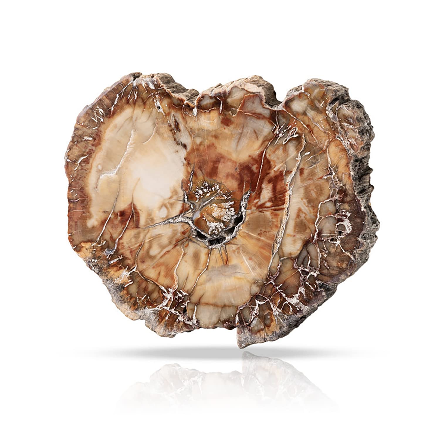 Amazon｜SUKIMIMD 天然木化石プレート5～7cm 化石化天然木材鉱石標本  