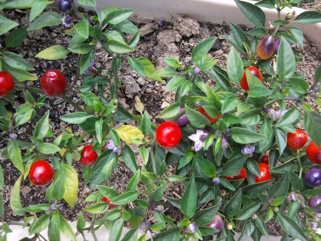 Beautiful (20 Seeds) FILIUS BLUE PEPPER Capiscum Annuum