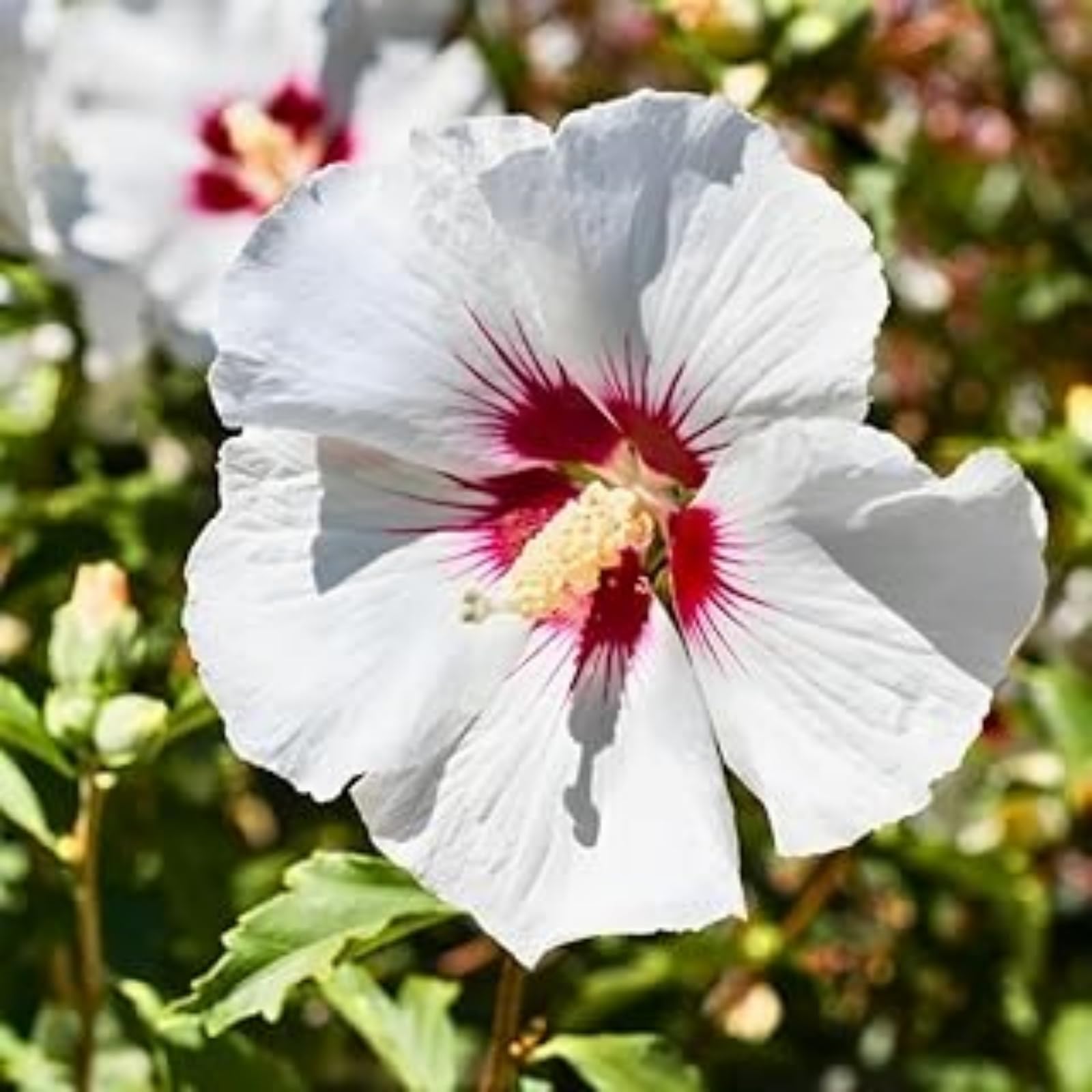 Hibiscus Rose Bulbs for UK,Potted-Plants-Rhizome,Hibiscus Plants for Garden,Excellent Display-1 Bulb-C