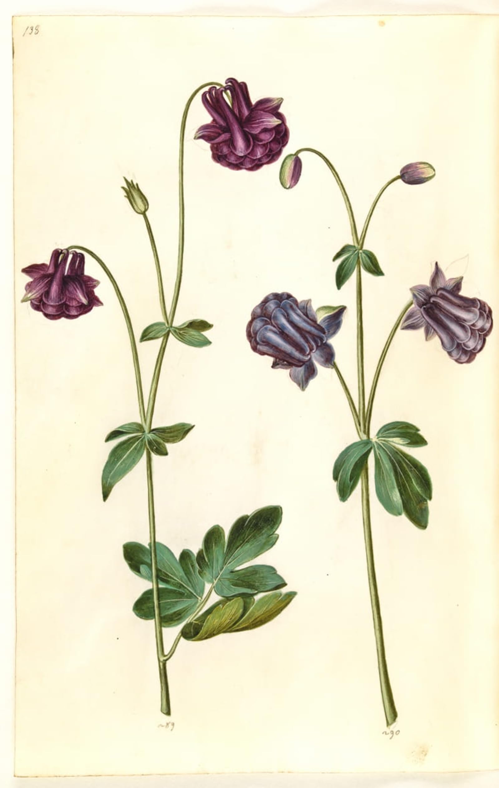 POSTERIIk Famous Animal Posters Vintage Picture Aquilegia by Hans Simon Holtzbecker Modern Wall Decor for Home Decor 60x90cm