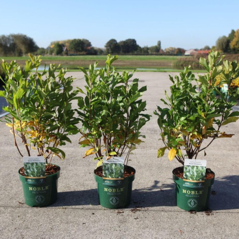 Clethra alnifolia 'Anne Bidwell' - Fragrant White Flower Spikes - Pollinator-Friendly Shrub for Partial Shade - Hardy Perennial – 1x 10 Litre Potted Plant by Thompson & Morgan
