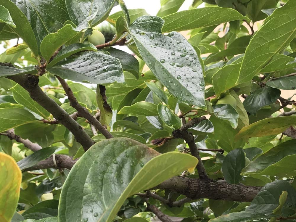 Amazon.co.jp: 【紀州産柿の葉エキス100mL:301】和歌山県産・無農薬