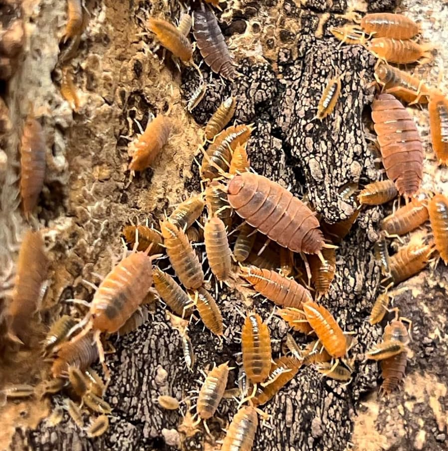 Live Powder Orange Isopods (10 + 5 spare) Starter colony/clean up crew for bio active enclosures. Roly-polies, woodlice, pillbugs.