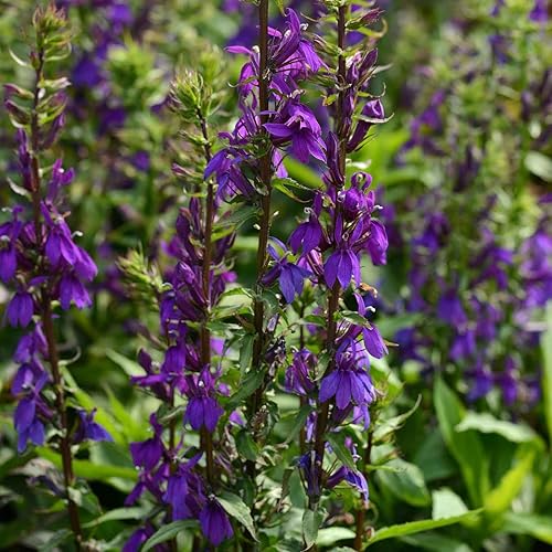 Miniatura 10 de Lobelia Seeds - Blue Carpet - Paquete - Semillas de flores moradas, semillas polinizadas abiertas atraen abejas, atraen mariposas, atraen colibríes,