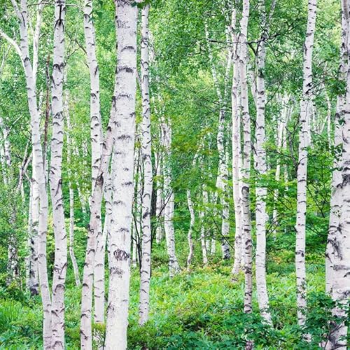 150 White Paper Birch Tree Seeds For Planting #TOP2