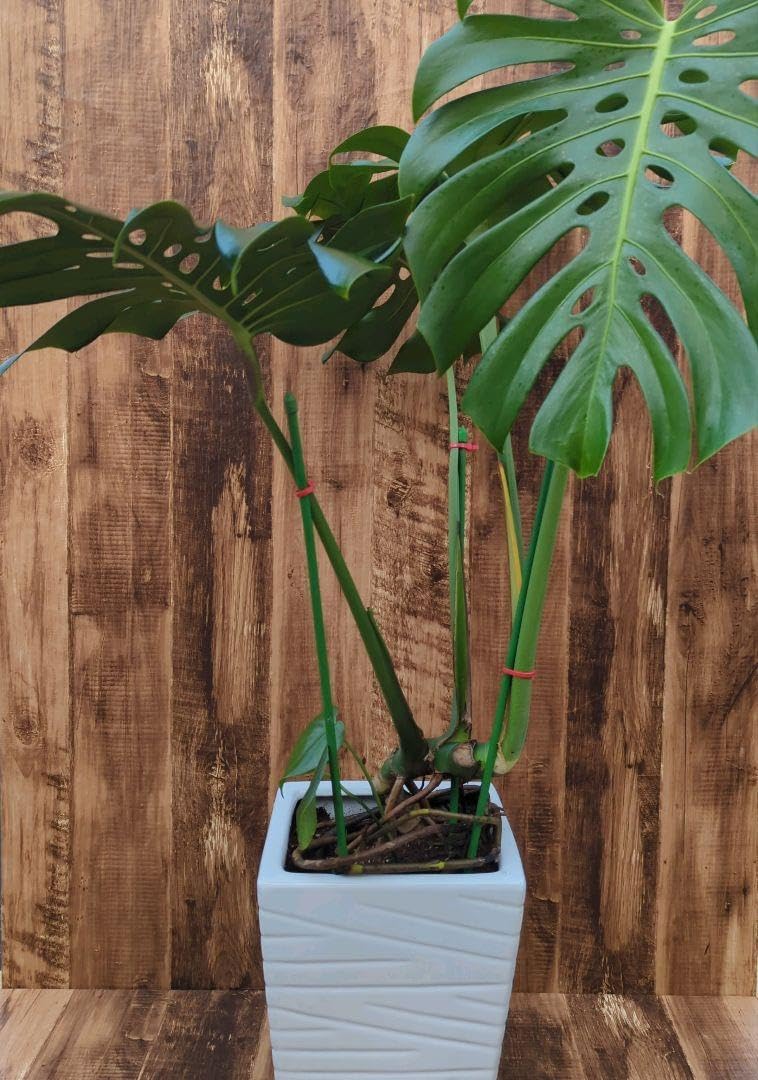 アガベ チタノタ 'Saber tooth tiger' 中斑 スナグルトゥース アガベ