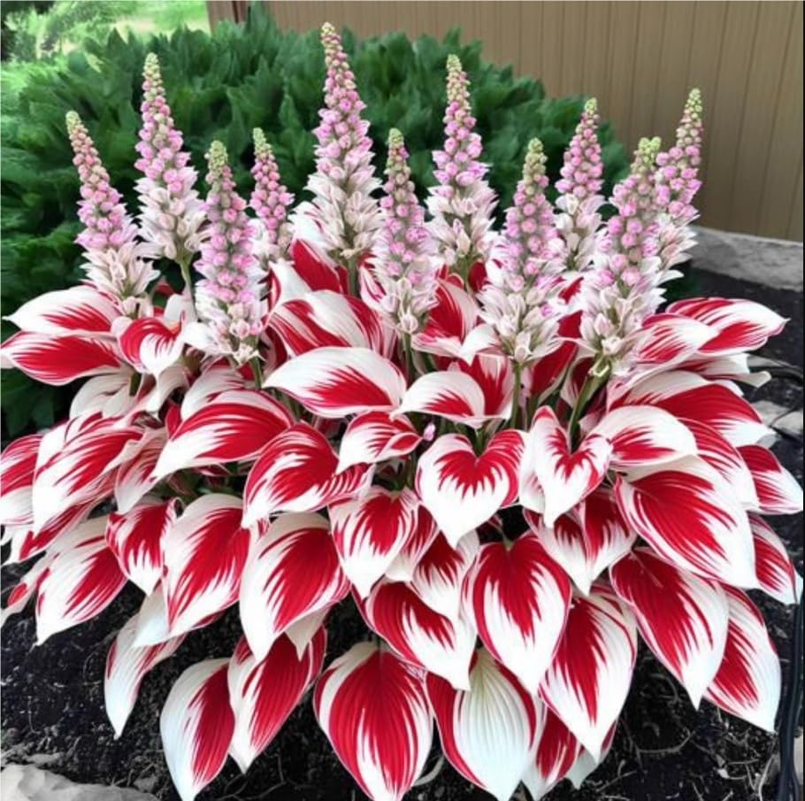 Hosta Bulbs in Bulk: Hardy Perennial Splendor for Breathtaking Garden Displays, Potted Plants-8 Bulbs-I