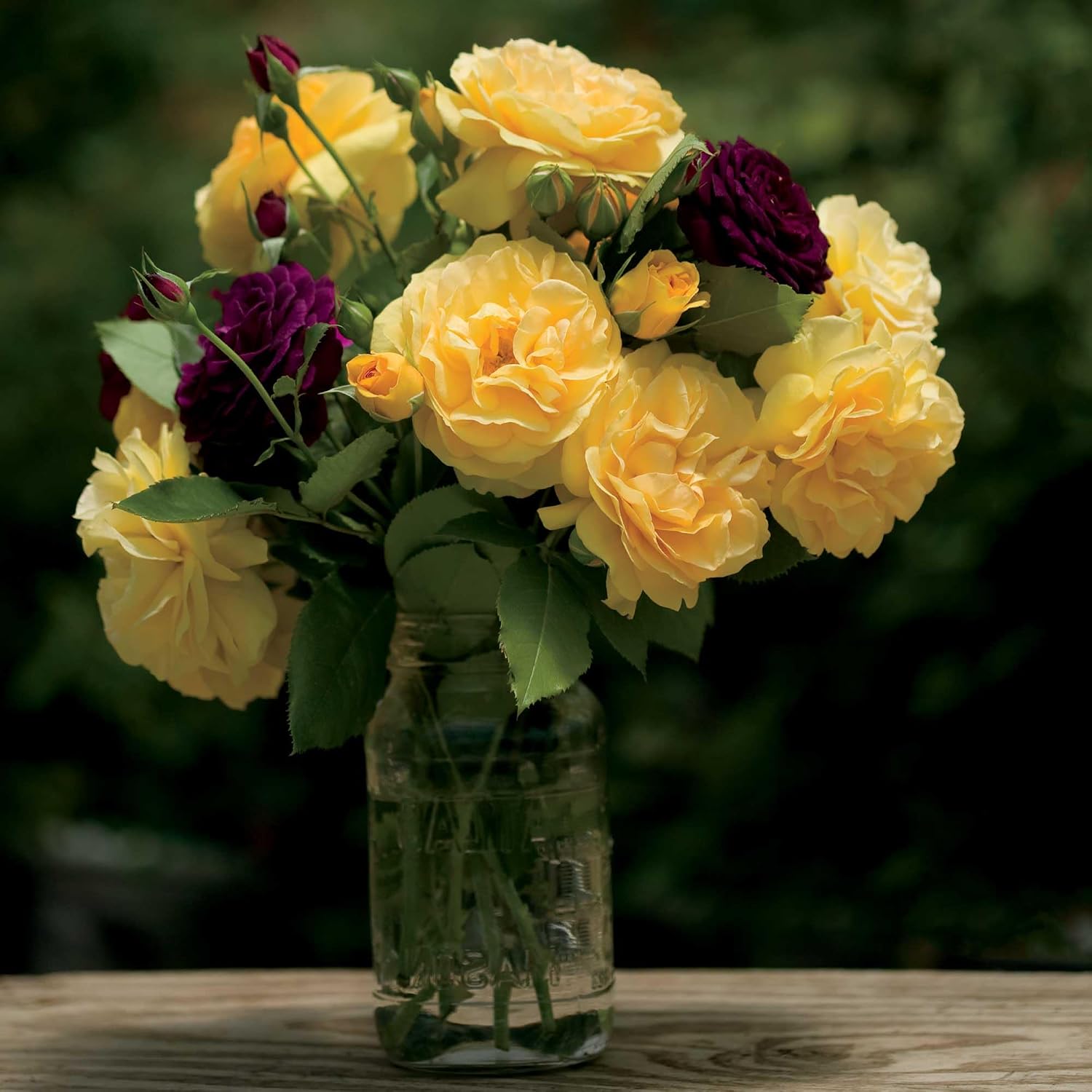 Sunshine Daydream Rose 1.5 Gallon Potted Live Plant, Fragrant Yellow Flowers, Own Root, Stargazer Perennials