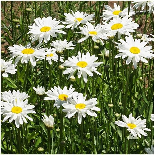 Alaska Shasta Daisy - Crisantemo perenne, margarita de sol completo, 5,800 semillas, 30 pulgadas de alto