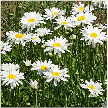 Alaska Shasta Daisy - Perennial, Full Sun Daisy Chrysanthemum - 5,800 Seeds - 30
