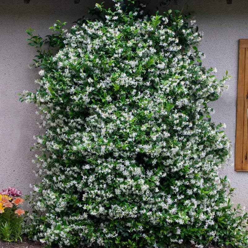 2 Jasmine Plants Live, Confederate Star Jasmine Tree Live Plant Plugs Size, Fragrant White Flower, 2-3 Inches in Tall, No Pot, Fast-Growing