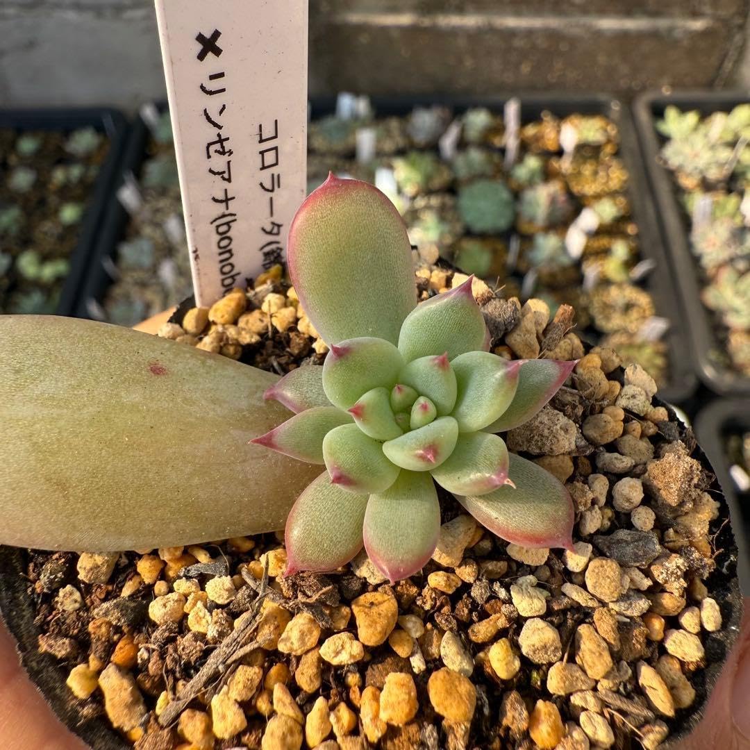 多肉植物 エケベリア コロラータ(錦玉園)xリンゼアナ(bonobono)