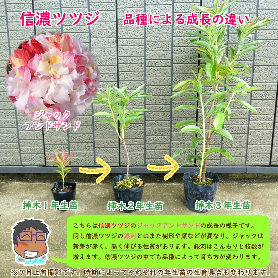 Amazon.co.jp: 希少種 オレンジ 八重咲き 信濃ツツジ 苗 苗木