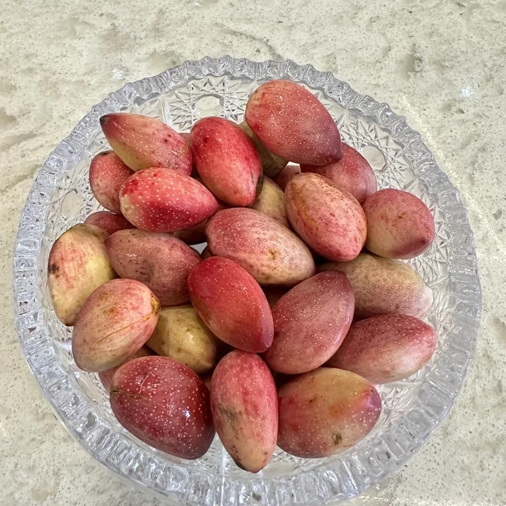 15 Semi Di Pistacchio Antico - Per Piante Da Giardino, Bonsai O Balcone, Ideali Per Luoghi Soleggiati