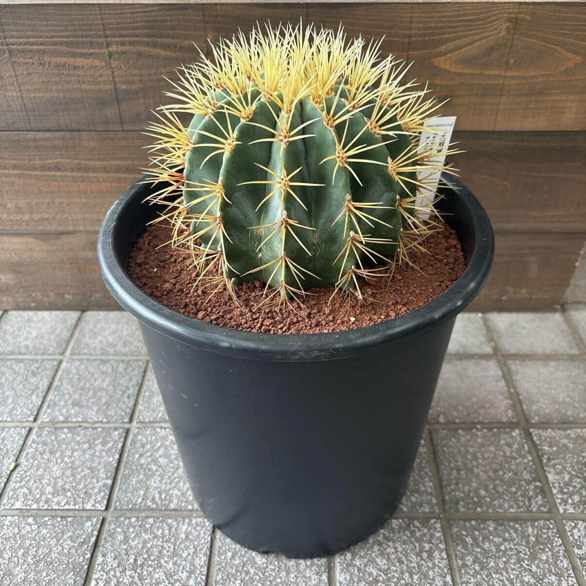 サボテンオ ンリュウ王冠竜 8号25cmナーセリーポット 楽天市場