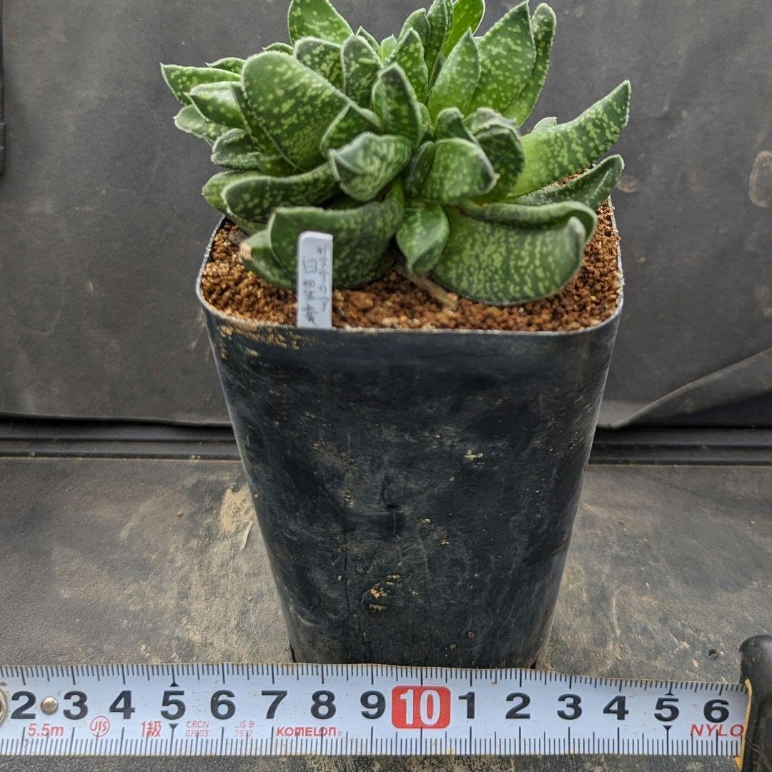 Amazon.co.jp: 超絶シリーズガステリア白星竜モンストローサ(綴化)in