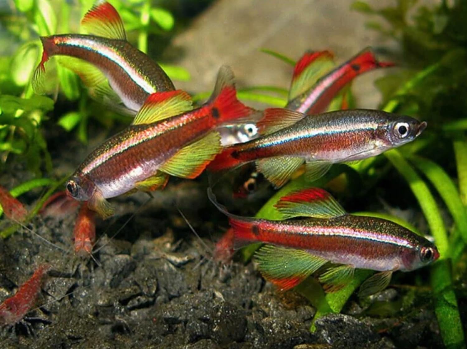 Longfin White Cloud Tetra (Pack of 6 Fish) - Aquarium Exotic Freshwater Live Fish