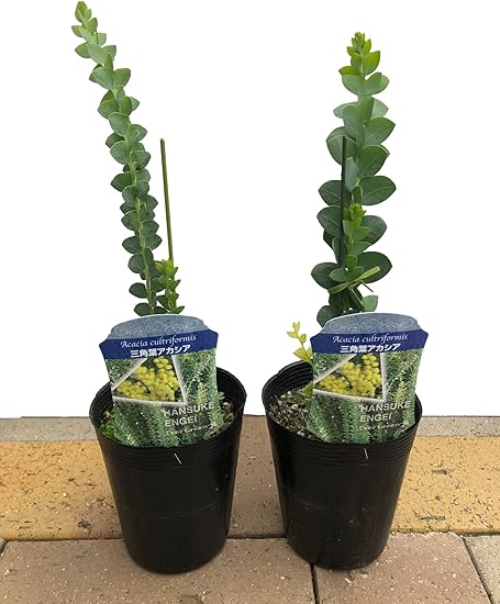 Amazon Co Jp ドライフラワーにもなる 花 ミモザの花 三角葉アカシア 3 5号ポット 2個セット Acacia Cultriformis アカシアカルトリフォラミス 花言葉は 友情 優雅 など ミモザ アカシア イタリア 世界女性デー 園芸 ガーデニング 鉢花 鉢植え 苗木 花苗 誕生日